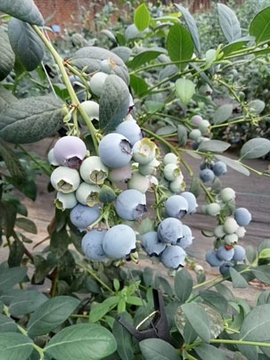 蓝莓已成熟 欢迎采摘